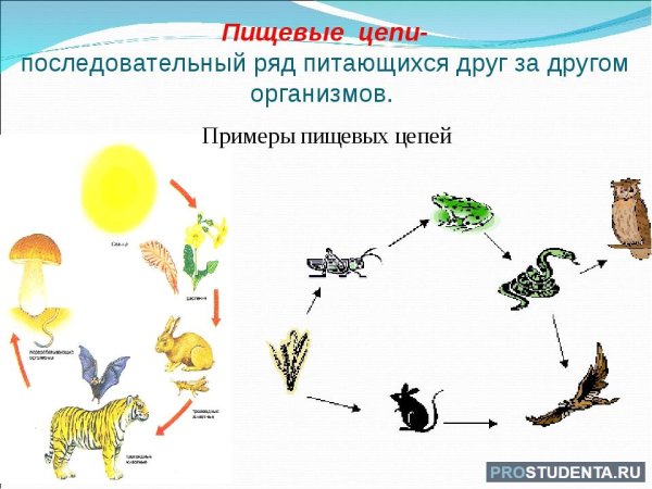 Пищевая цепочка животных