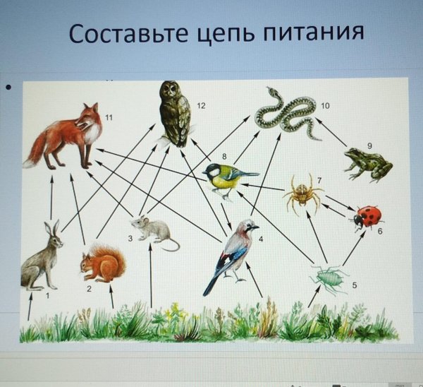 Схема пищевых связей волка и зайца