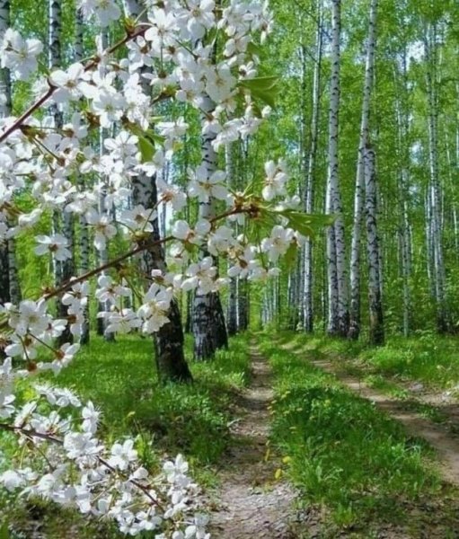 С добрым весенним утром природа