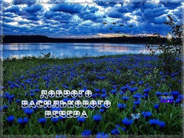 Красивая природа с лебедями