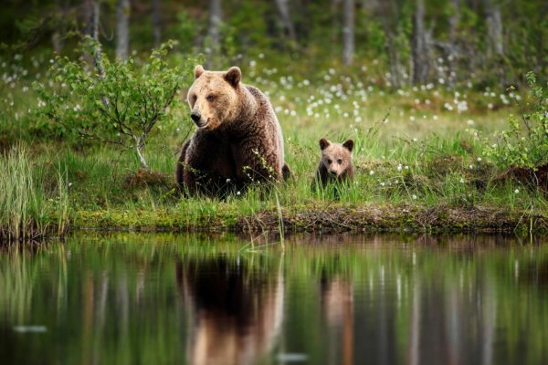 Медведь Гризли с медвежатами