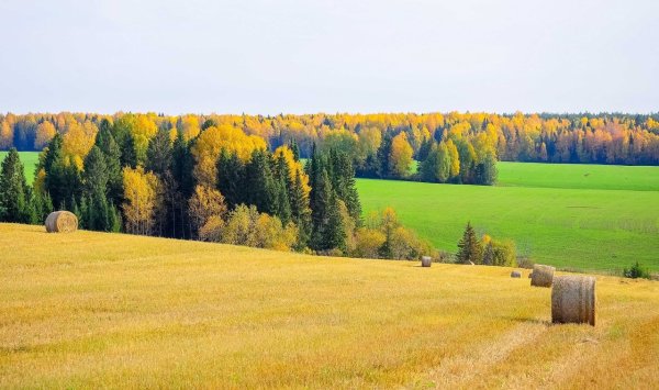 Июль Удмуртия природа Шаркан