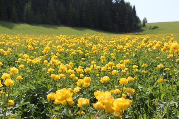 Италмас купальница европейская
