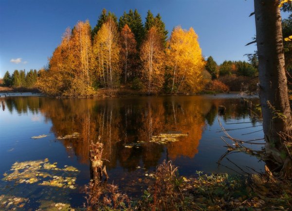 Лесной пейзаж Удмуртия