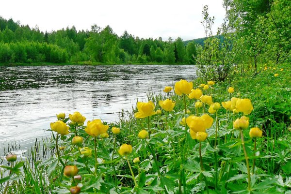 Купальница Уральская