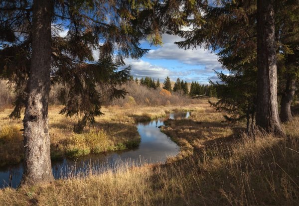 Сосновый лес река