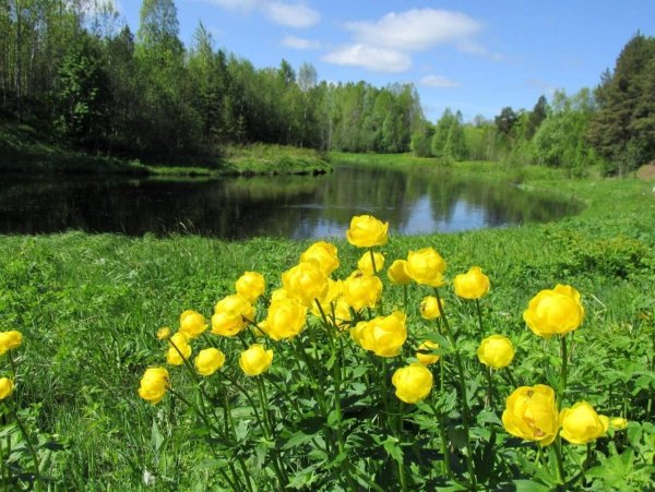 Купальница Болотная