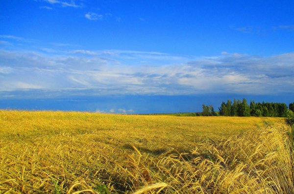 Беларусь природа с надписью