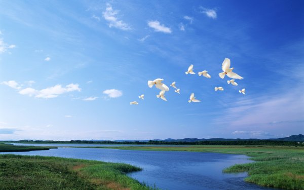 Природа поле