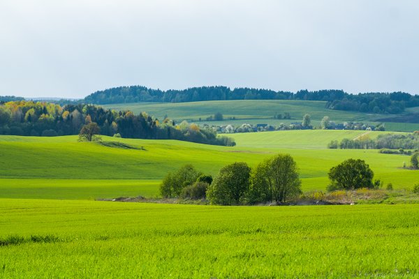 Белоруссия с аистами поле