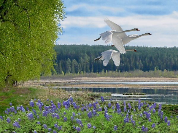 Поле с колосками и васильками