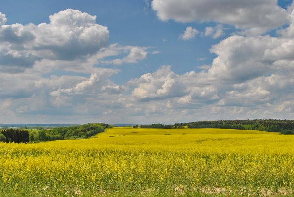 Поле с колосками пшеницы
