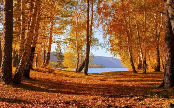 Осенний лес пейзаж