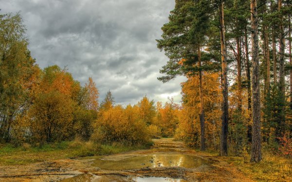 Пейзаж лес