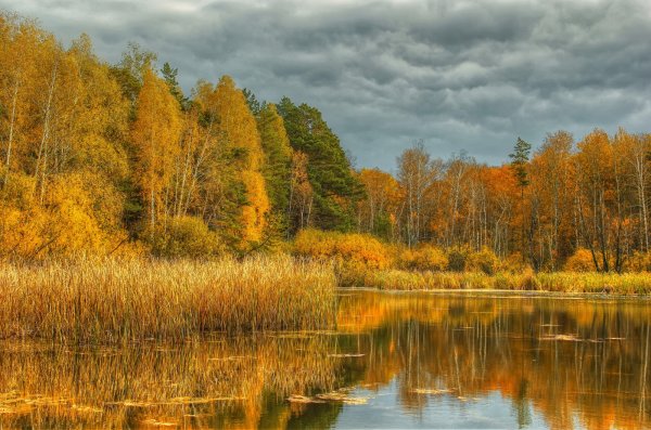 Природа Кировской области лес березы