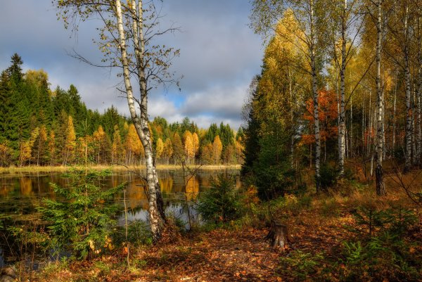 Левитан Осиновая роща