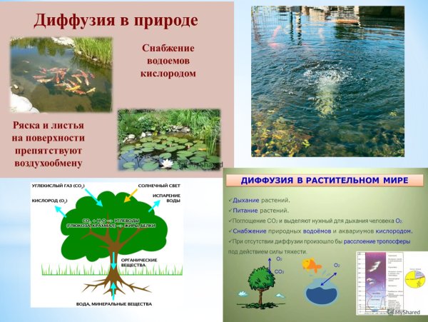 Роль диффузии в природе