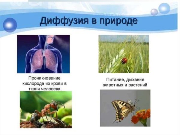 Роль диффузии в природе