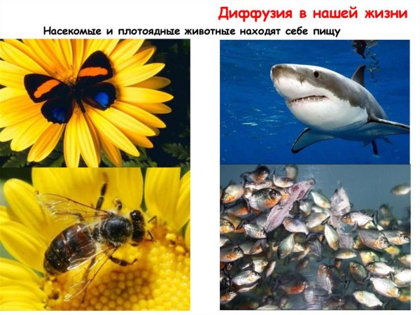 Явление диффузии в природе