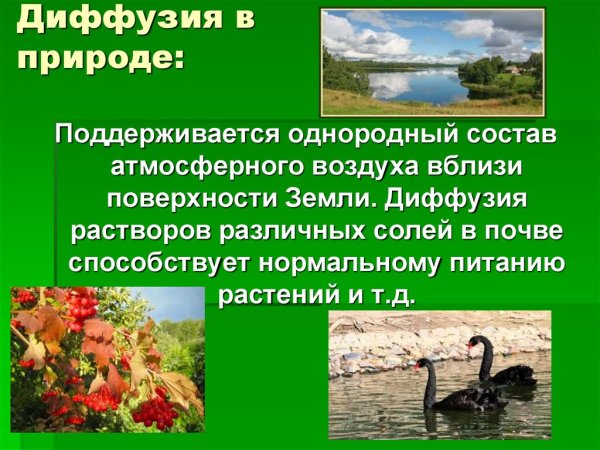 Роль диффузии в природе