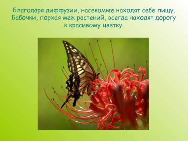Презентация на тему диффузия вокруг нас