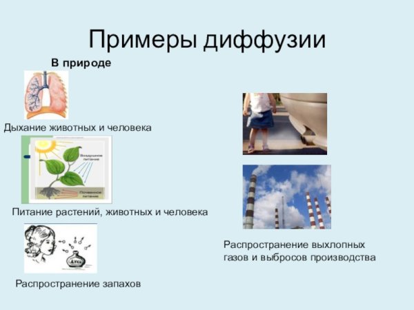 Влияние диффузии на жизнедеятельность человека