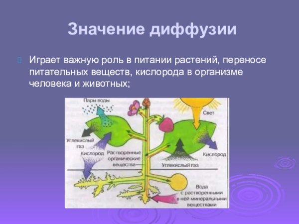 Роль диффузии и осмоса в биологических системах