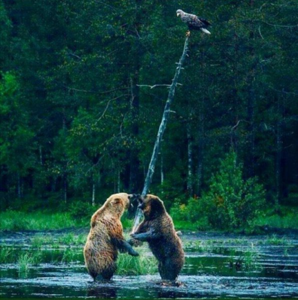 Отдых на природе карикатура