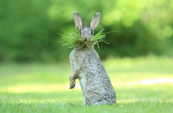 Конкурса comedy Wildlife Photography Awards