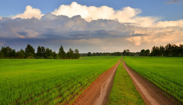 Пейзажи Беларуси поля