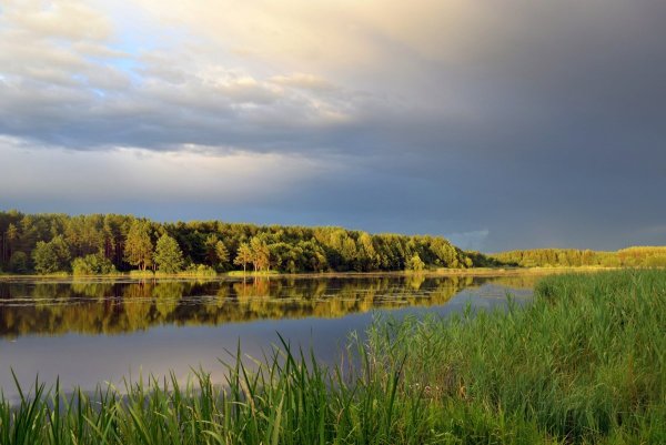 Поля Белоруссии