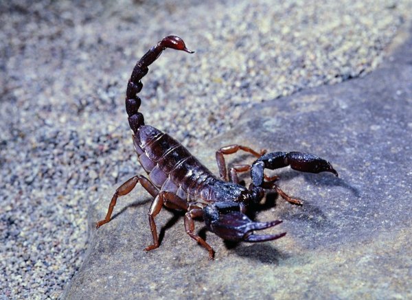 Heterometrus cyaneus