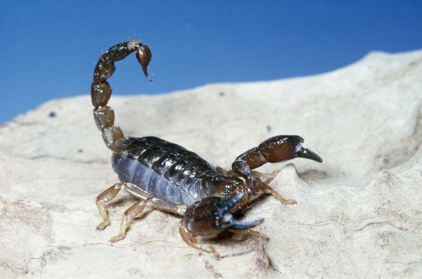 Скорпион Microtityus Minimus