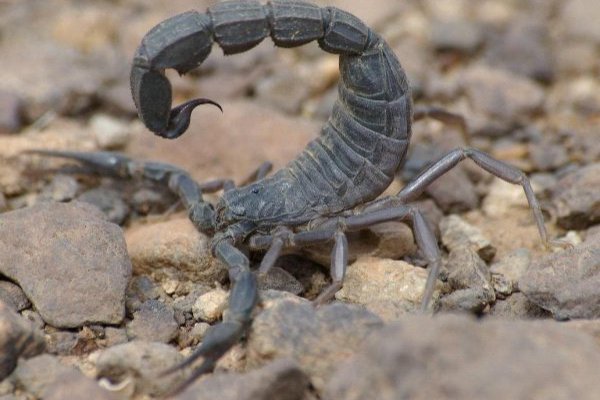 Арабский желтохвостый андроктонус Скорпион