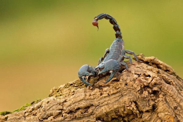 Королевский Скорпион