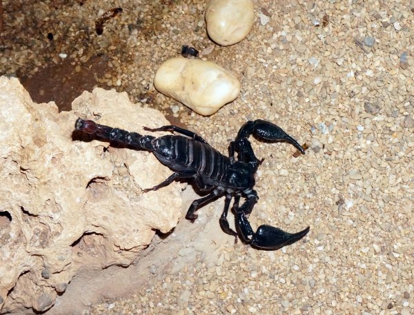 Heterometrus cyaneus