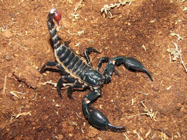 Heterometrus cyaneus