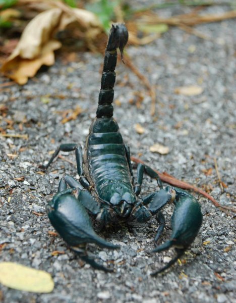 Скорпион Heterometrus spinifer