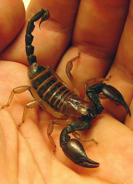Скорпион Microtityus Minimus