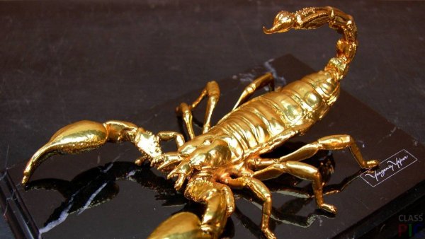 Heterometrus spinifer l1