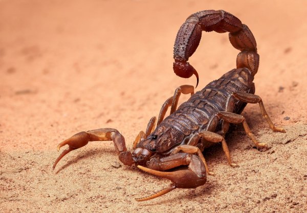 Скорпион Heterometrus spinifer