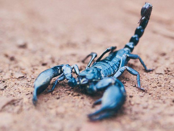 Скорпион Heterometrus