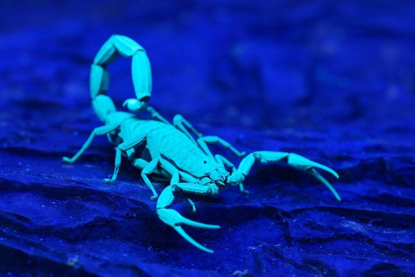 Скорпион Heterometrus