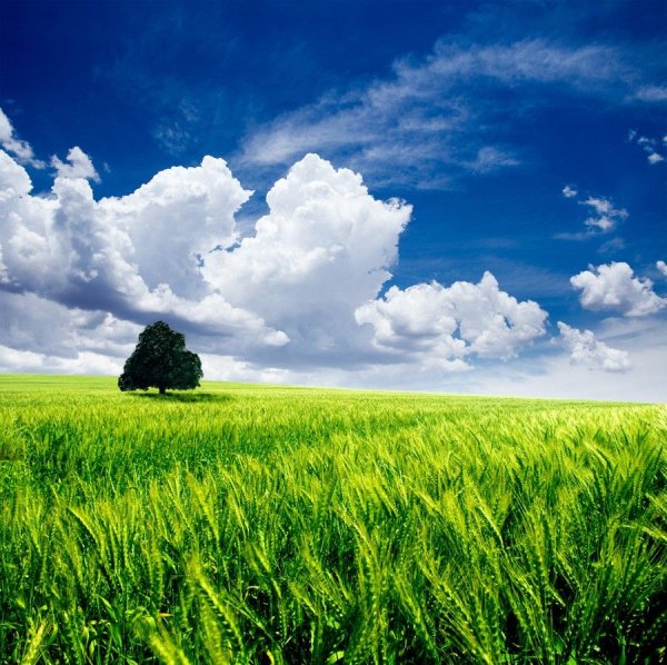Фон природа