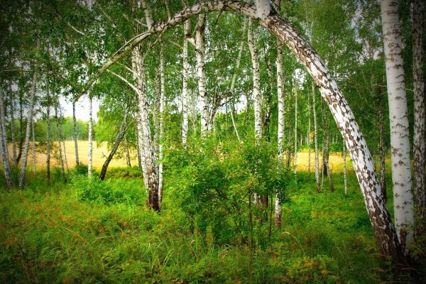 Березовый лес Тюменская область