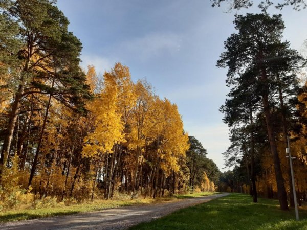 Гилёвская роща Тюмень осенью