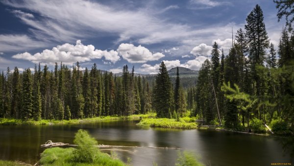 Природа Тюменской области