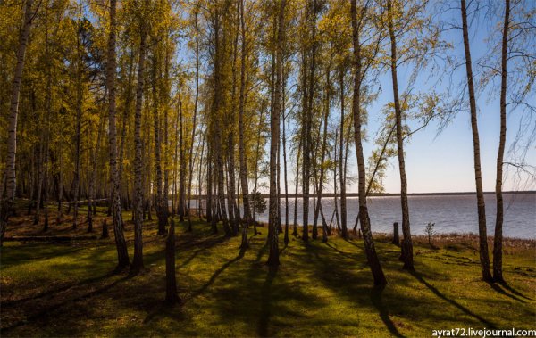 Сингульский лес Тюмень