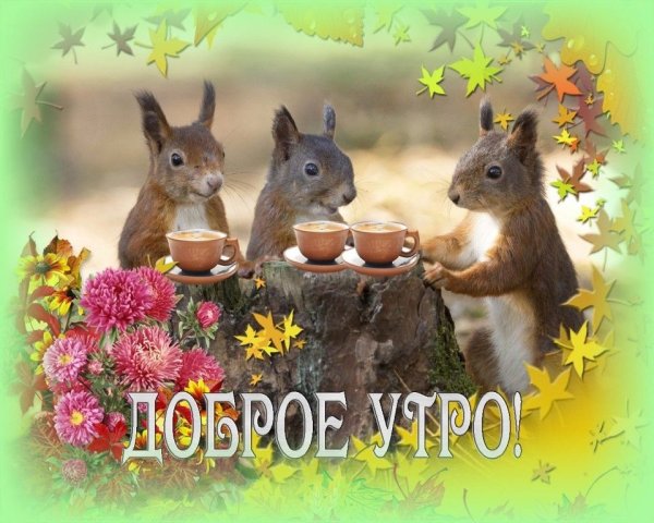 Доброе утро осень животные