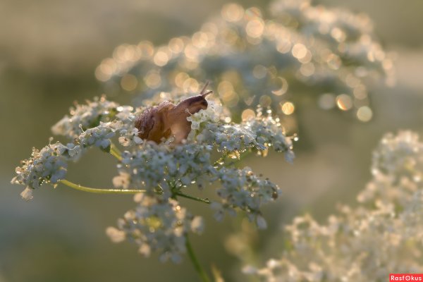 Нежная природа